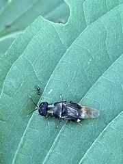 Isomerocera quadrilineata