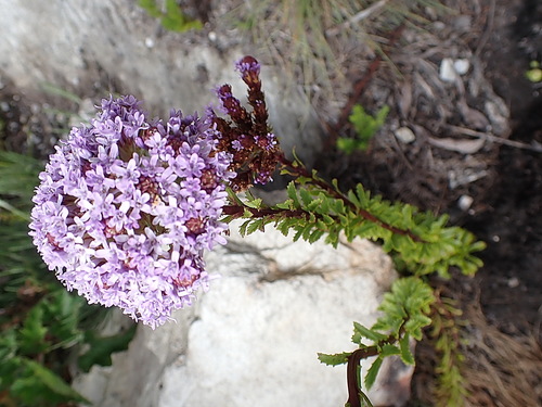 Image of Pseudoselago langebergensis by no rights reserved
