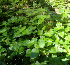 Leidesia procumbens