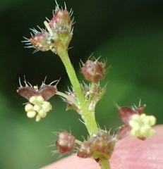 Leidesia procumbens