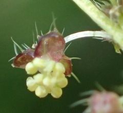 Leidesia procumbens