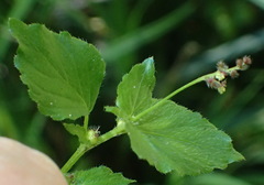 Leidesia procumbens