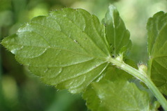 Leidesia procumbens
