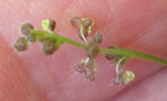 Leidesia procumbens
