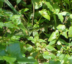 Leidesia procumbens