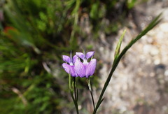 Psoralea trullata