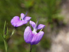 Psoralea trullata
