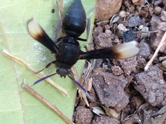 Myrmecopsis strigosa