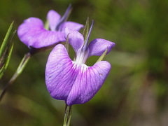 Psoralea trullata