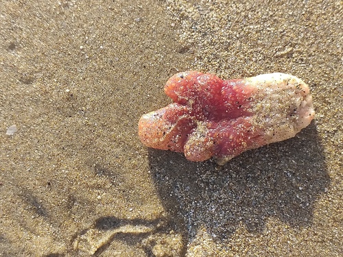 Photo of Dead man's fingers (Alcyonium palmatum)