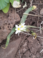 Ornithogalum lanceolatum