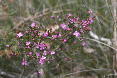 Boronia crenulata