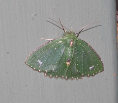 Eucyclodes speciosa