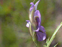 Psoralea trullata