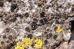 Rinodina santae-monicae