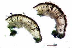 Rinodina santae-monicae