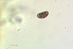 Rinodina santae-monicae