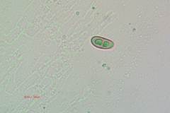 Rinodina santae-monicae