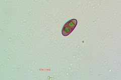 Rinodina santae-monicae