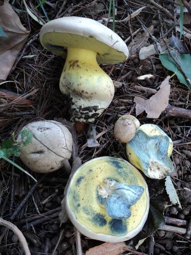 Rooting Bolete