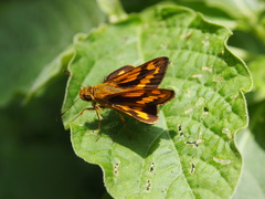 Potanthus trachala