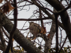 Turdus viscivorus