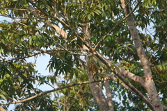 Halcyon senegalensis image