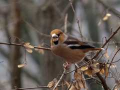 Coccothraustes coccothraustes