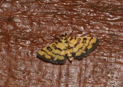 Glycythyma chrysorycta