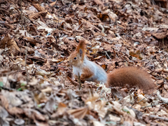 Sciurus vulgaris