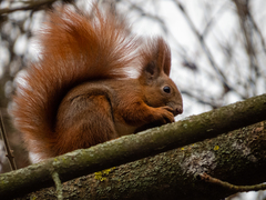 Sciurus vulgaris