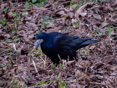 Corvus frugilegus