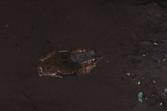 Sclerophrys garmani