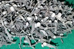 Ramalina puberulenta