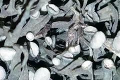 Ramalina puberulenta