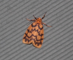 Miltochrista quadrilineata
