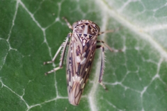 Stenidiocerus poecilus