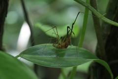 Progonyleptoidellinae