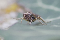 Stenidiocerus poecilus