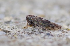 Stenidiocerus poecilus