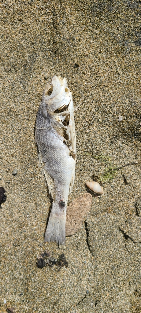 Umbrina broussonnetii