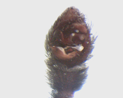 Pardosa groenlandica