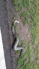 Boa constrictor occidentalis