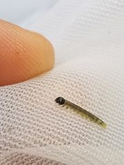 Sparganothis pilleriana