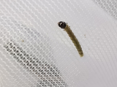 Sparganothis pilleriana
