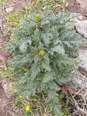 Scrophularia rubricaulis