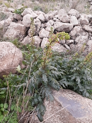 Scrophularia rubricaulis