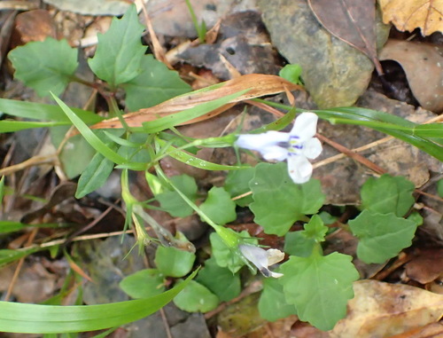 Image of Lobelia cuneifolia by (c) Nicola van Berkel, some rights reserved (CC BY-SA)