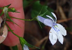 Lobelia cuneifolia