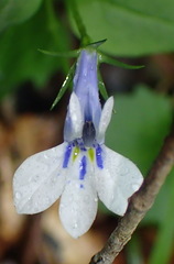 Lobelia cuneifolia